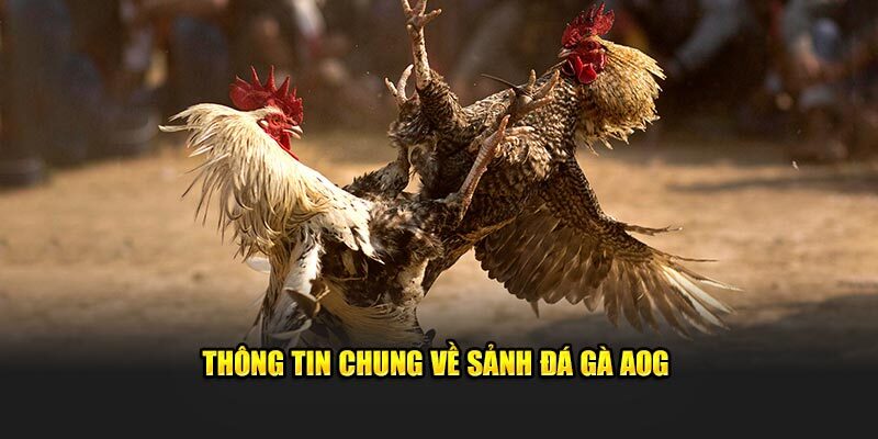 AOG - Sân chơi phát sóng miễn phí chọi kê không giới hạn